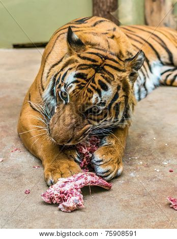 Hungry Tiger Eating Meat