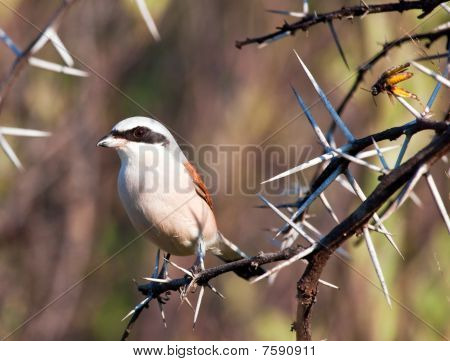 นกอีเสือ Redbacked