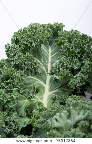 Close up of A healthy fresh curly kale