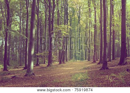 Footpath in forest - vintage