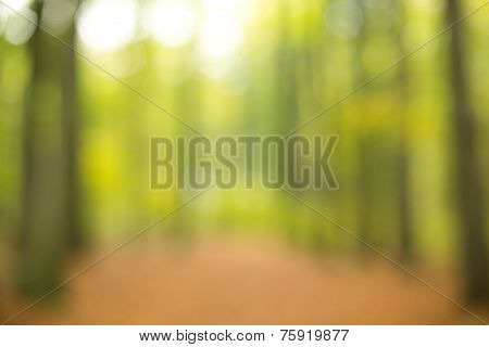 Forest out of focus