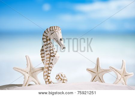 seahorse with white starfish on white sand beach, ocean,   sky and seascape, shallow dof