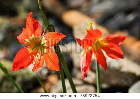 The Flower