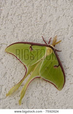Actias luna