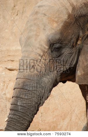 African Elephant