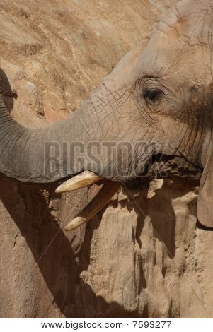 Elefante africano