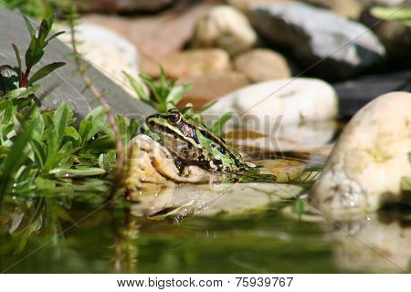 frog
