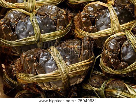 Chinese hairy crabs