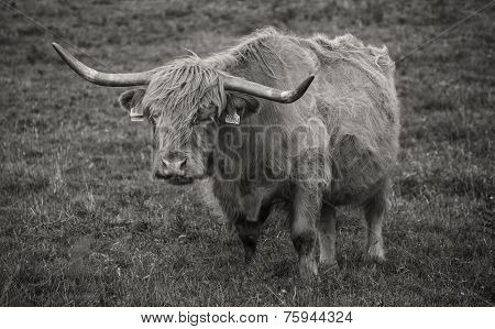 Highland Cow