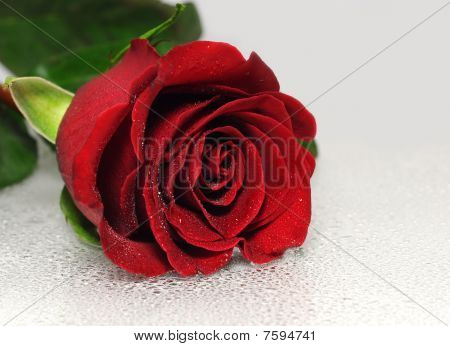 Gyönyörű piros rózsa