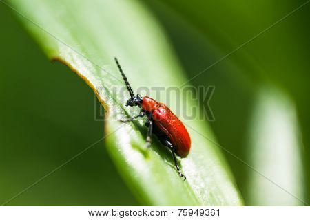 Red beetle Macro