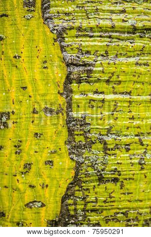 Chinese Parasol Tree Trunk Detail