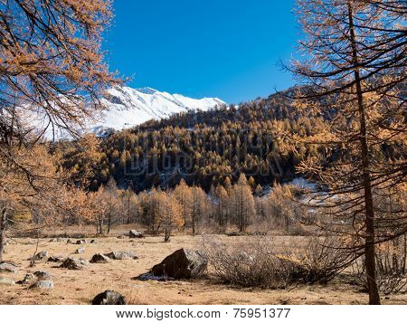 Larch forest and snowy mountain in fall - Val Ferret, Courmayer, Val d'Aosta, Italy, Europe.