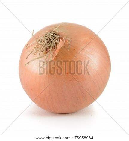 Yellow Onion
