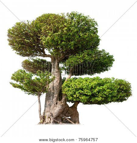 Old big tree with green foliage and textured bark isolated on white background 