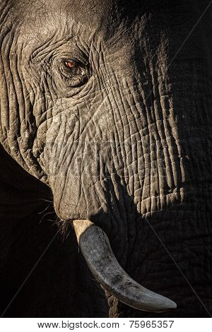 Elephant eye