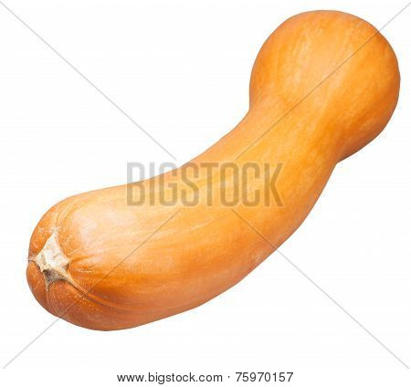 Ripe Pumpkin Isolated On White Background