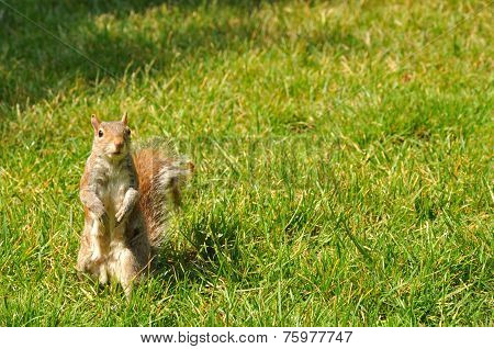 Squirrel on the grass
