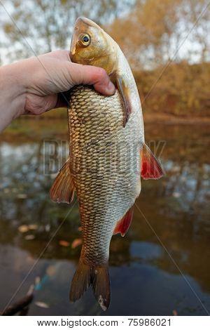 Big orfe in fisherman's hand