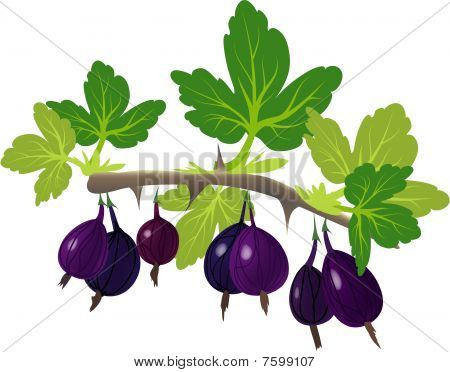Violet Garten Stachelbeere branch