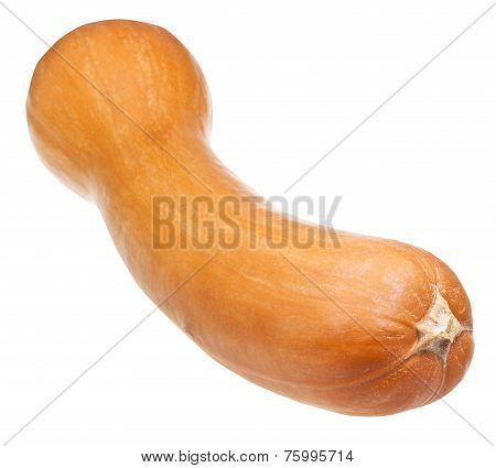 Ripe Butternut Pumpkin Isolated On White