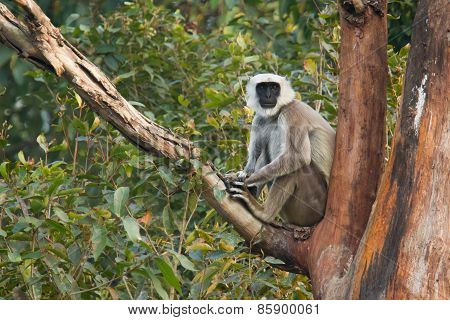 Hanuman Langur perched on a tree, looking front, Bardia, Nepal