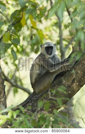 Hanuman Langur Monkey In Nepal
