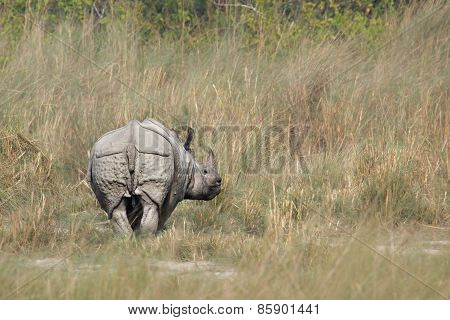 Greater One-horned Rhinoceros in the riverbank at bardia national park, Nepal