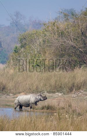 Greater One-horned Rhinoceros crossing the river at Bardia national park, Nepal.