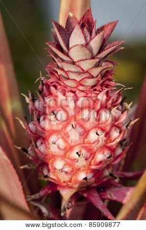 Pineapple