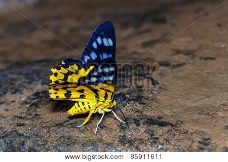 Dysphania Militaris Moths