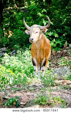 Male Banteng