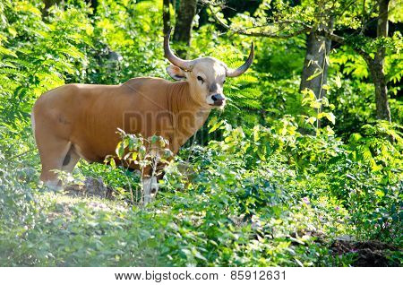 Male Banteng