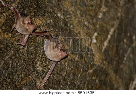 Bat Is Mammal And Call 