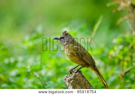 White Throated Bulbul