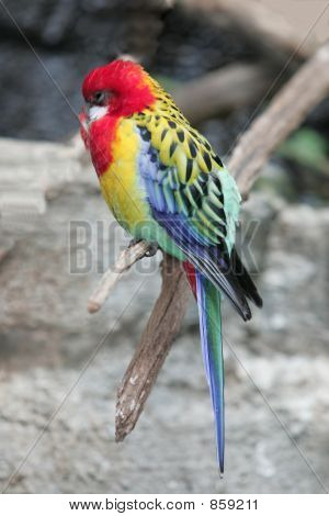 Itäinen rosella 2
