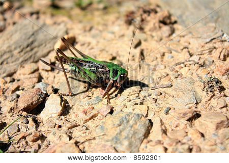 Locust