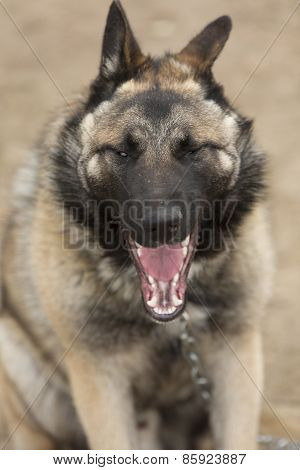 Yawn Dog