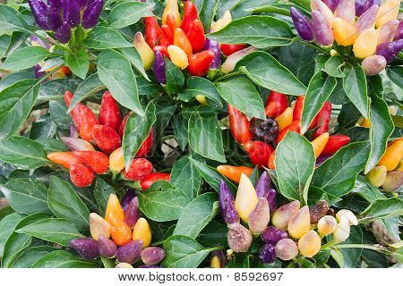 Gekleurde Chili peper