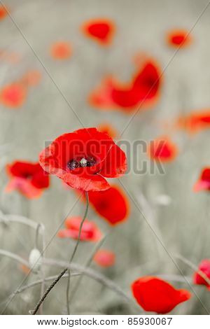 Wild red poppy