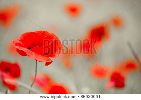 Wild red poppy