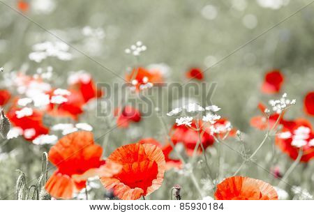Wild red poppy