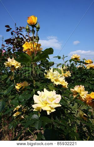 Roses