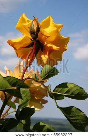 Yellow Rose