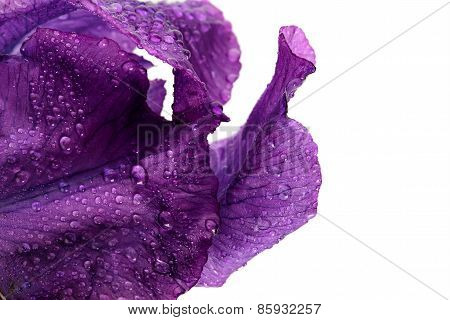 Petals Of A Flower Of An Iris.