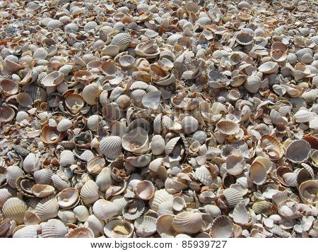 shells