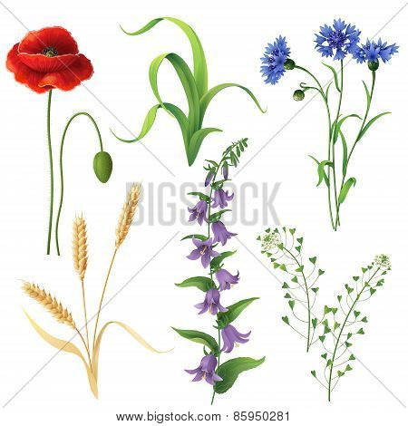 Wildflowers  Set