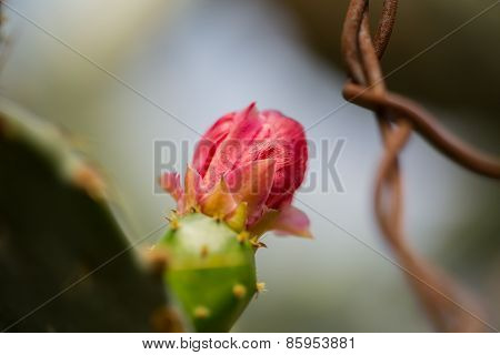 red macro cactus