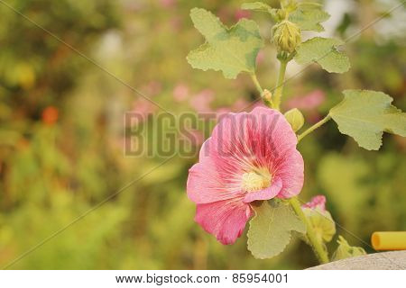 Pink Flowers In A Nature At The Garden