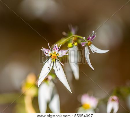 Macro